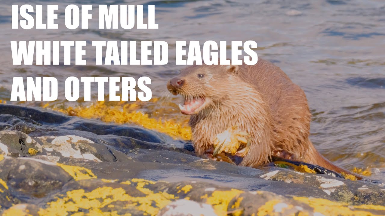 The Isle of Mull: White-Tailed Eagles and Otters. Nature Film 4K