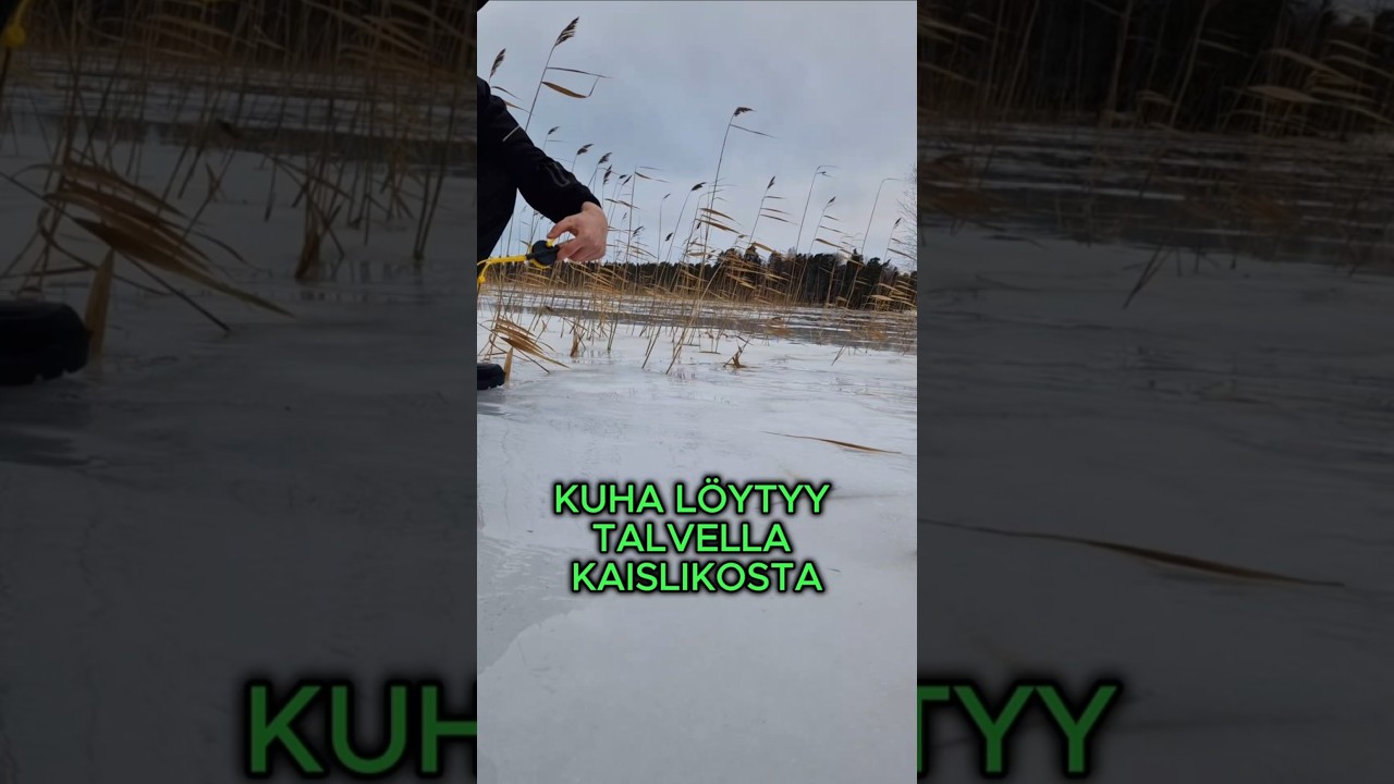 Kuha l&ouml;ytyy talvella kaislikosta! #kuha #kalastus #pilkkiminen #talvikalastus