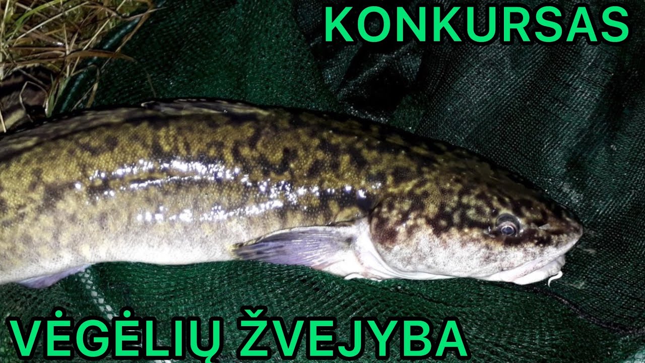 VĖGĖLIŲ ŽVEJYBA LATVIJOJE 2024