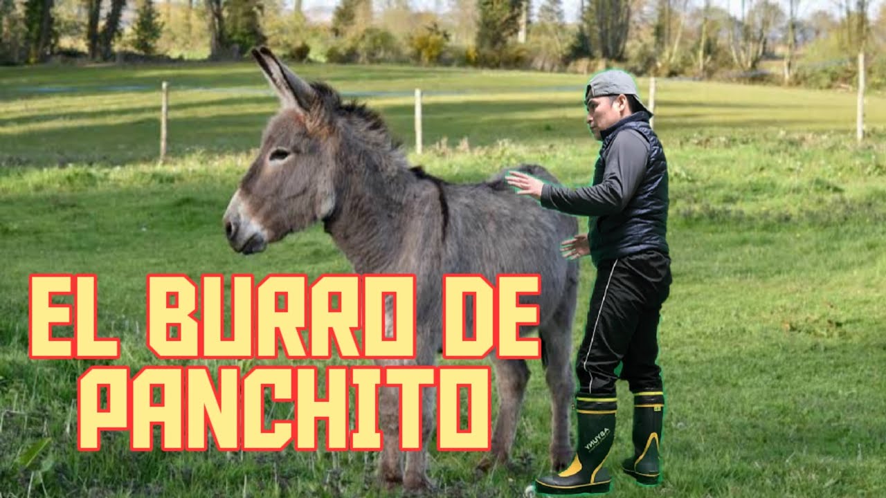 EL BURRO DE PANCHITO