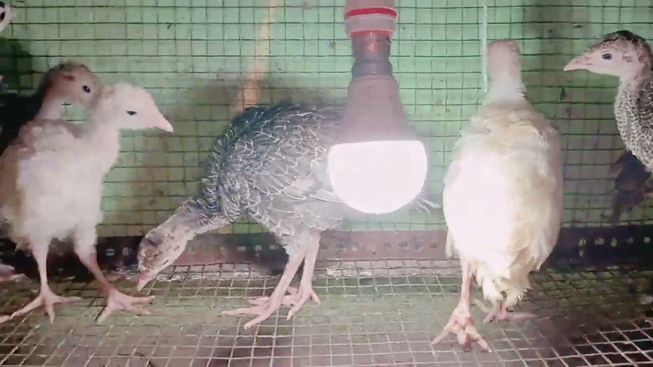 MashaAllah Pet Shop me Turkey available for sale Rs 500 Call9594557036