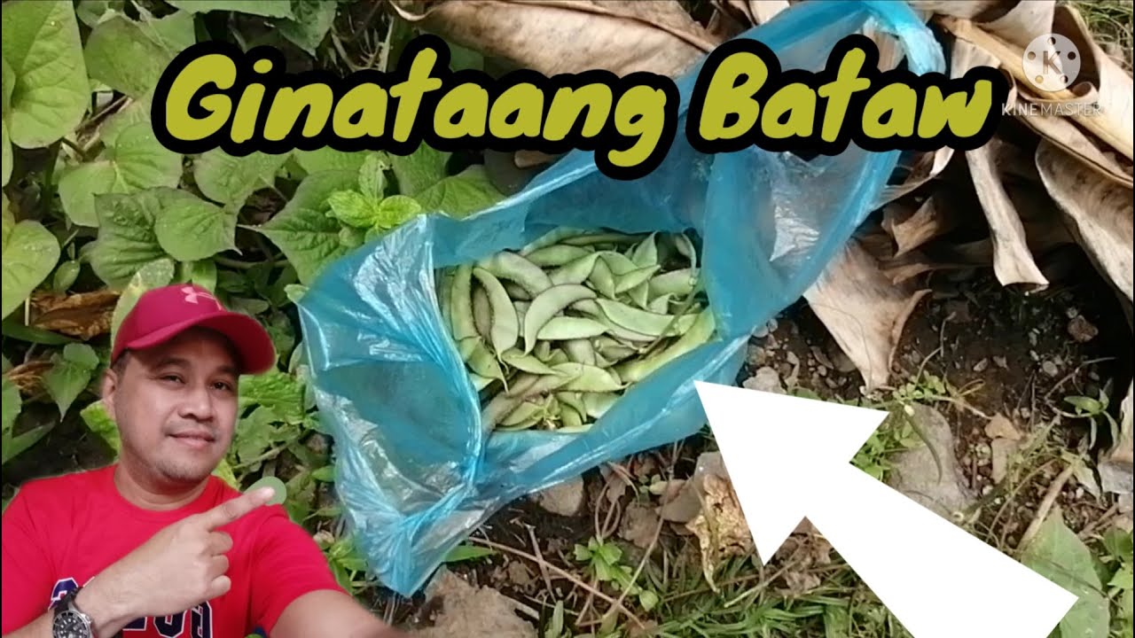 GINATAANG BATAW, SITAW AT LUBE LUBE