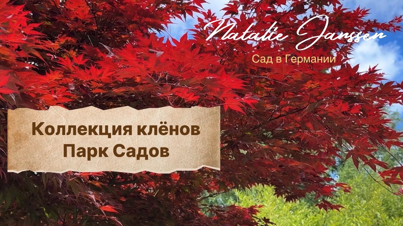 Клёны в японском и европейском саду — сорта, уход и идеальные сочетания | Park der Gärten 🍁