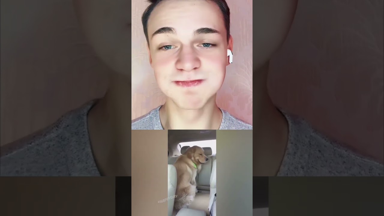 Кто лучше ,кошки или собаки? #кот #рек #собака #shorts