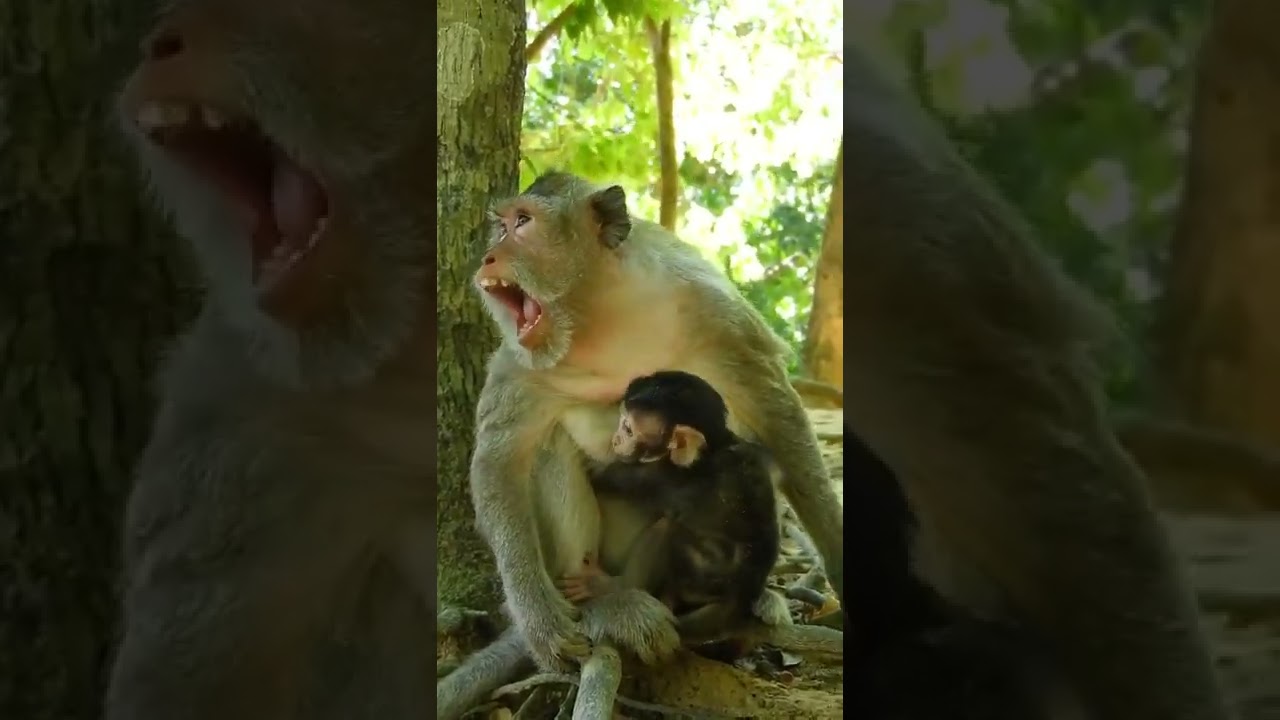 Cute Baby Monkey Cinn 