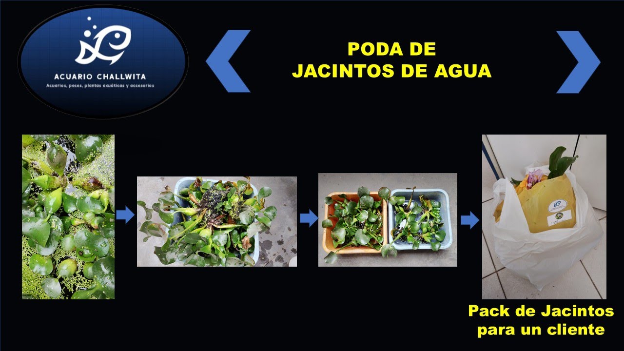PODA DE JACINTOS DE AGUA - EICHHORNIA CRASSIPES - ACUARIO CHALLWITA