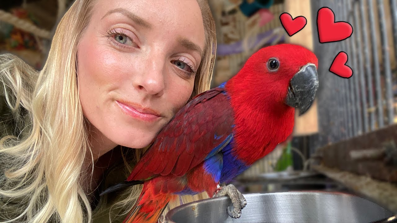 Fennel The Eclectus Parrot | Hands Off Parrot Training Interactions