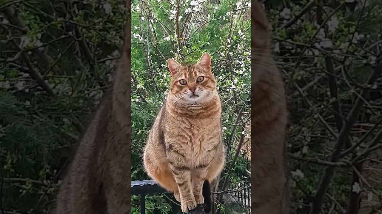 The Big Cat's Incredible Journey of Imagination! 😮🐯🤩 