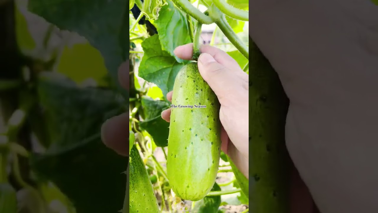 #lushgreenery#lushfruit#nature#shortvideos#harvesting#trending