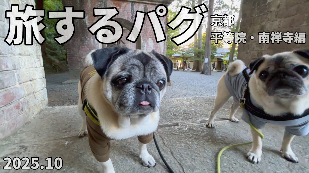 旅するパグ 京都_平等院・南禅寺編『むぎ🐶はる京都を満喫できたかな！？🐾』