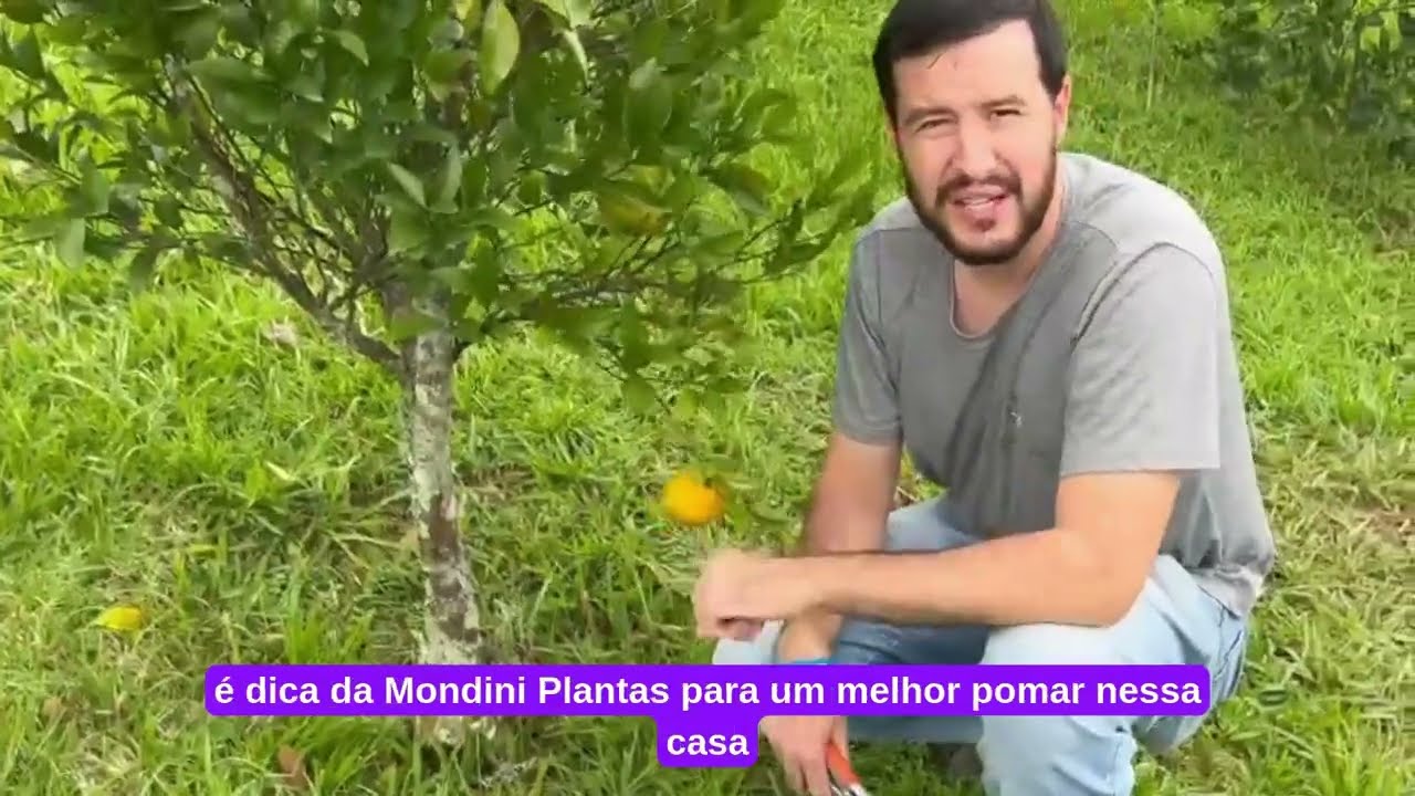 Como fazer manuten&ccedil;&atilde;o de plantas c&iacute;tricas