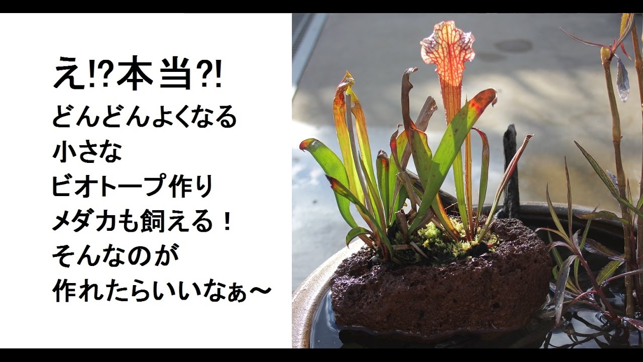 え!?本当?!どんどんよくなる小さなビオトープ作り！メダカも飼える。そんなのが作れたらいいなぁ～