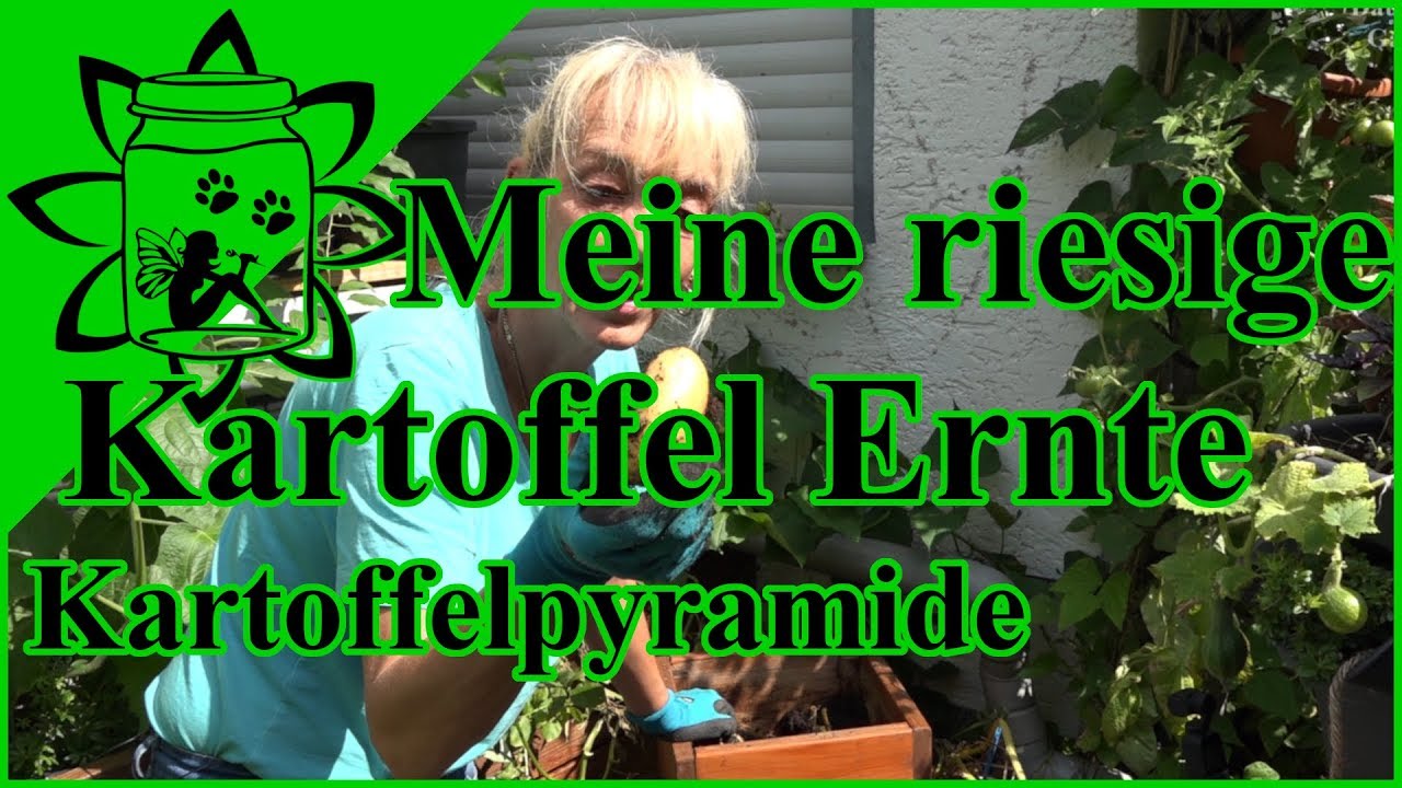 Meine riesige Kartoffel Ernte aus der Kartoffelpyramide | Lohnt sich das? |Fazit | Garteneinkochfee