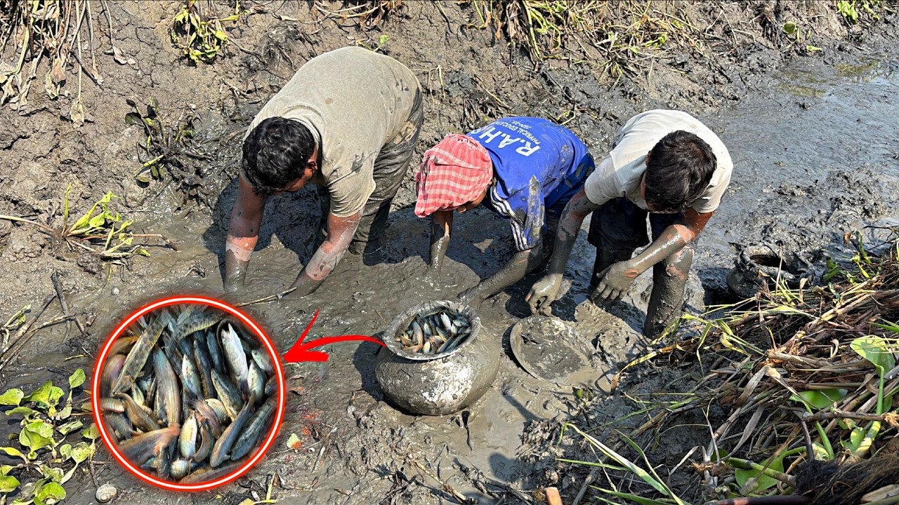 Mud Fishing videos.বিলে ছোট্ট জায়গা ছেচে এত দেশীয় মাছ পাবো ভাবিনি 😵‍💫। 
