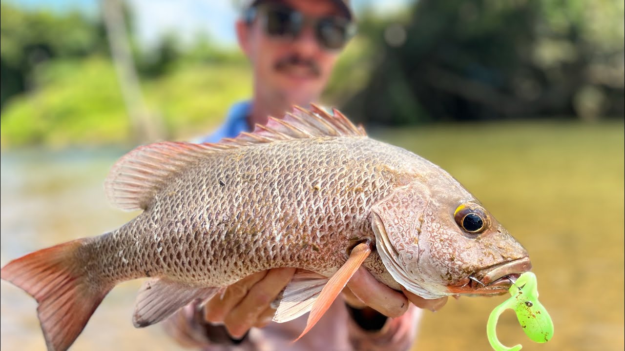 Little creek loaded with jacks!!! Innisfail fishing.