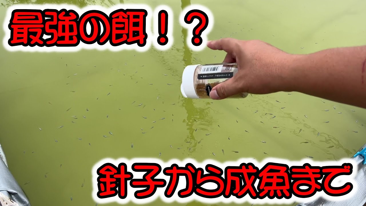 【めだか】キョーリンから新しいメダカの餌　全てのメダカを強く健康に！　パラクリア　Ｂ型おやじ