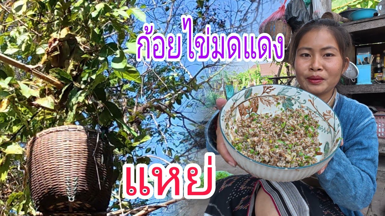 ถึงฤดูกาลแล้วจ้า อาหารชั้นสูง ก้อยไข่มดแดง แช่บหลายอาหารบ้านเรา😋#สาวลาว