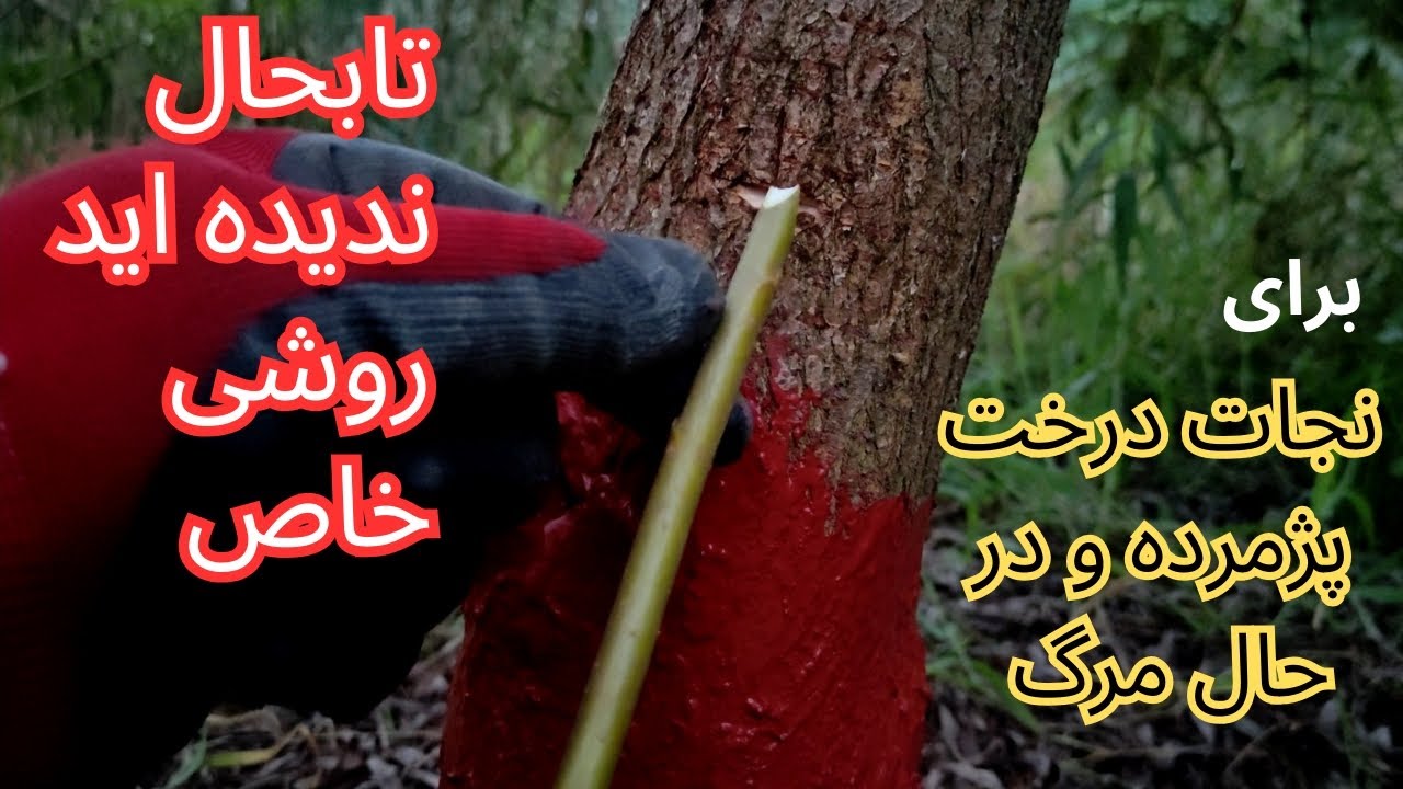 درمان درخت پژمرده و در حال خشک شدن بدونه هزینه اما  کمتر باغبانی بلد هست