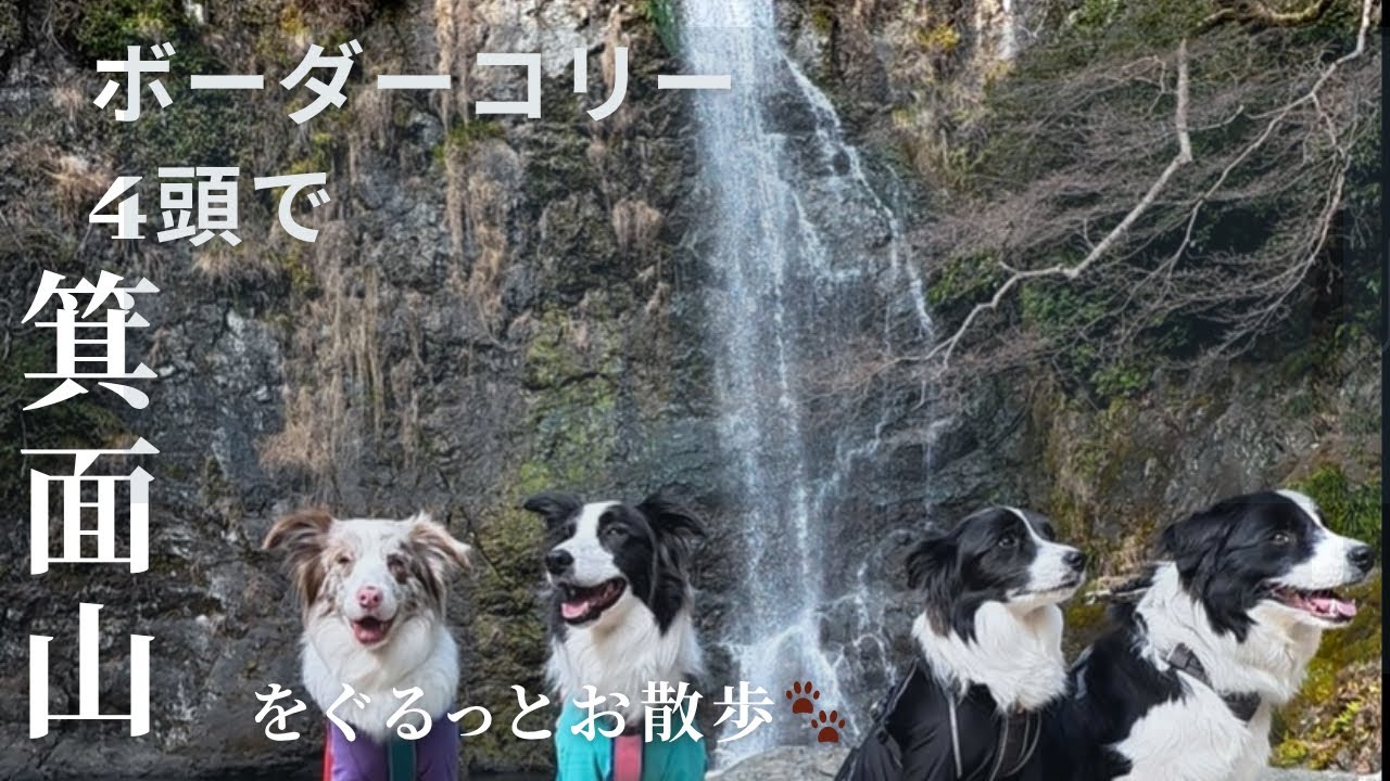 ボーダーコリー4頭で箕面山をぐるっとお散歩