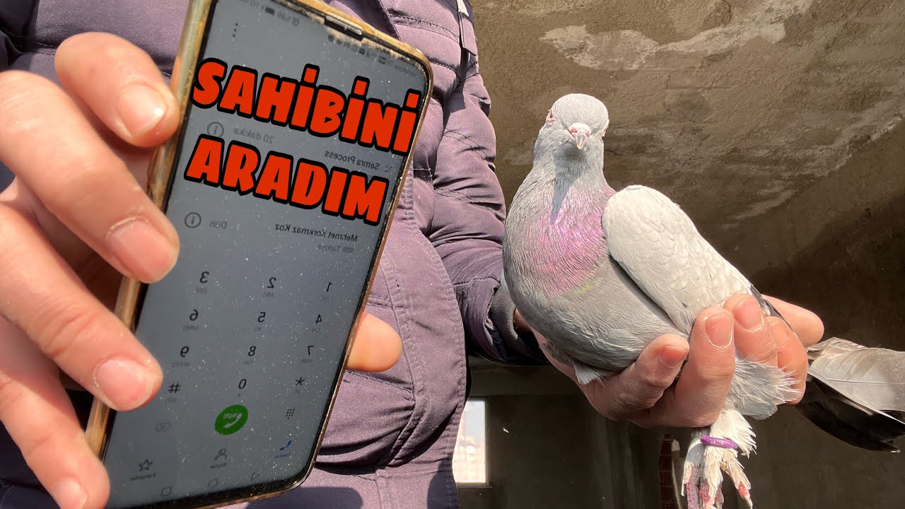 DEĞERLİ BİR GÜVERCİN YAKALADIM . SAHİBİNİ ARADIM.