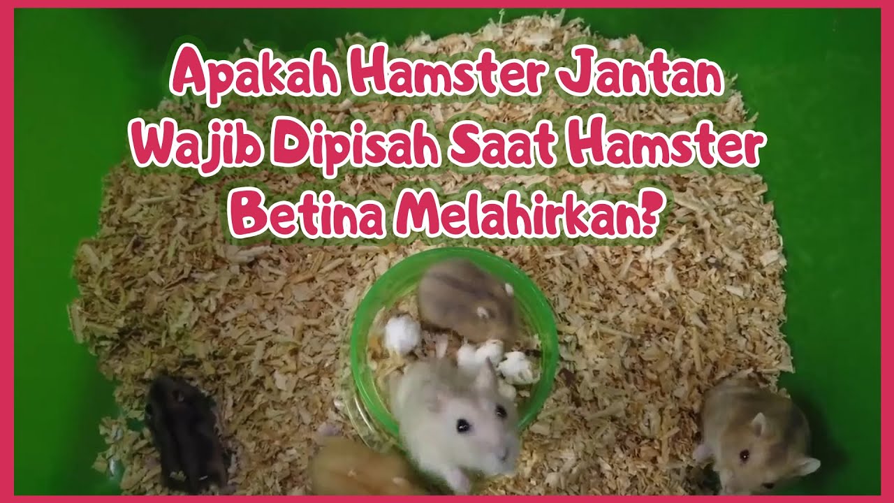 Hamster Jantan Yang Dipisah Saat Hamster Betina Melahirkan