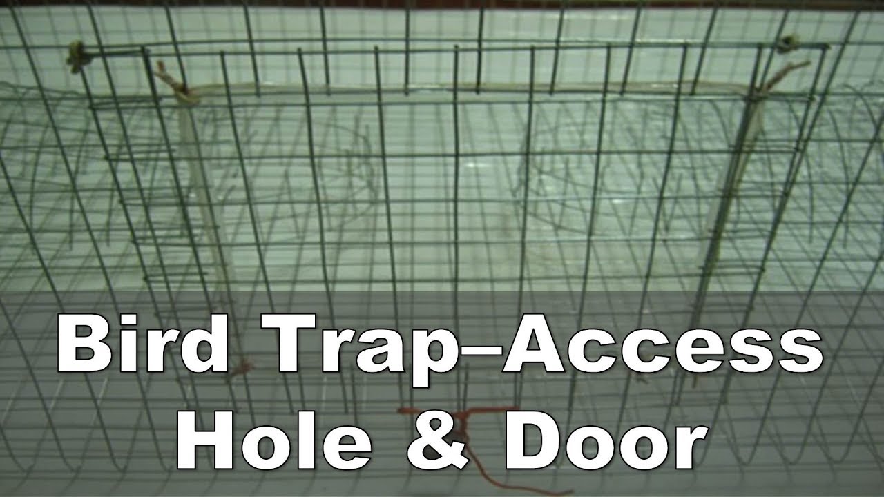 Homemade Bird Trap - Making the Access Hole & Door