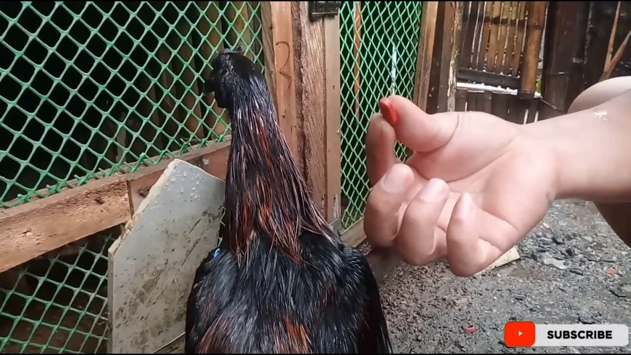 gaganda ang katawan ng manok