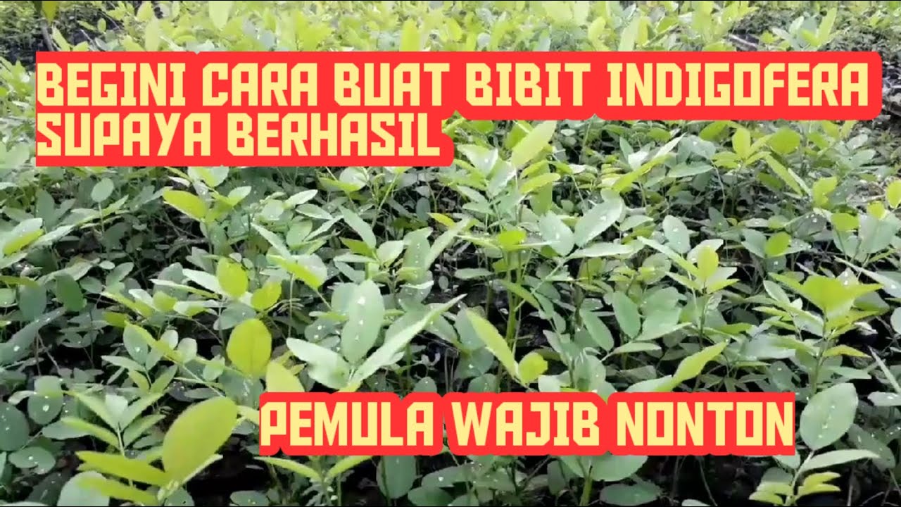 Cara Membuat Bibit Indigofera Supaya Berhasil dan Cepat Tumbuh