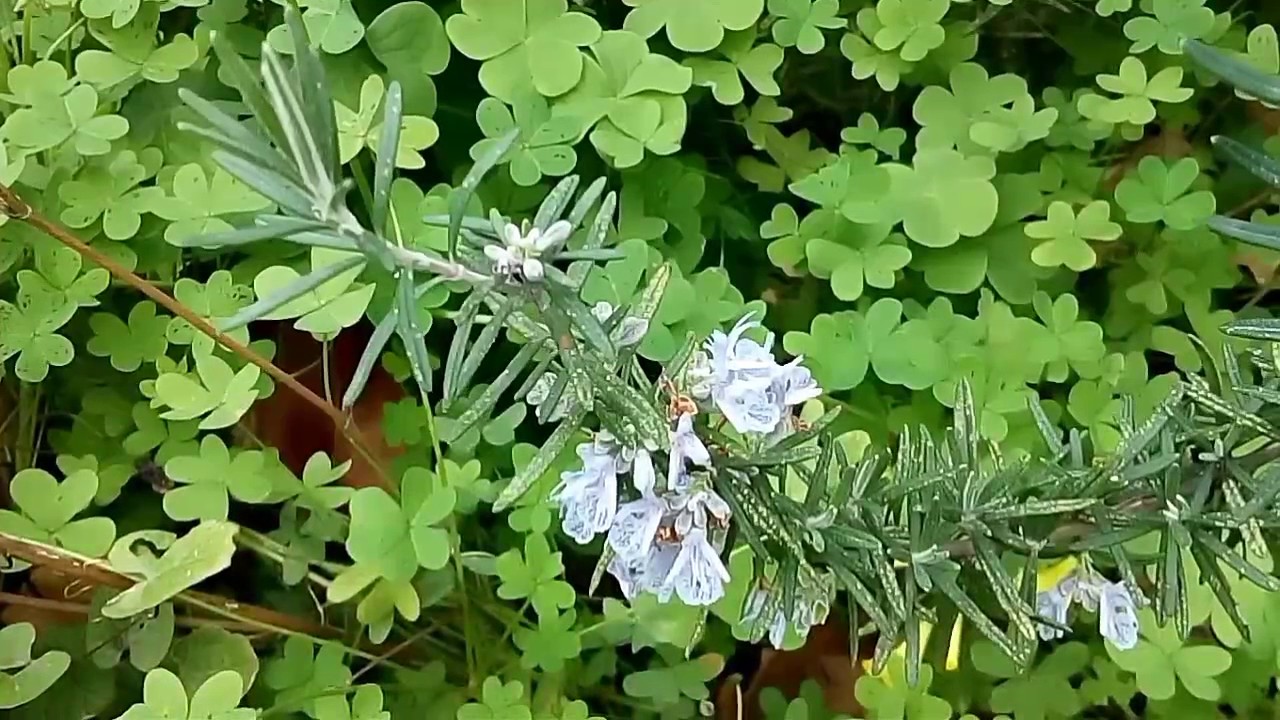 Longobardi (CS) - Calabria/Italia