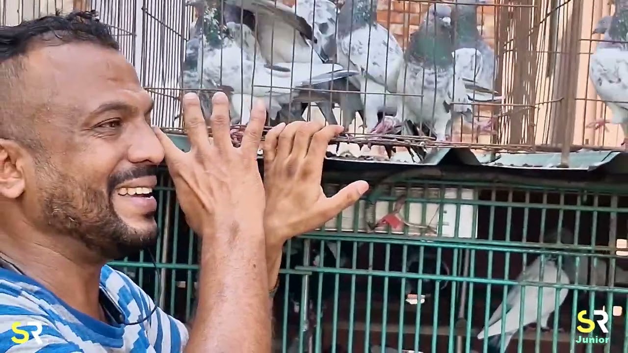 টানা চার বছর বাজি খেলার কবুতর গুলো দেখলাম হাজী রিপন এর ❤️