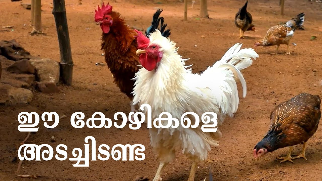 കോഴികളെ തുറന്നുവിടൂ.. ആരോഗ്യവും മുട്ടയും കൂടും | Country Chicken Rearing Tips | Farm Range