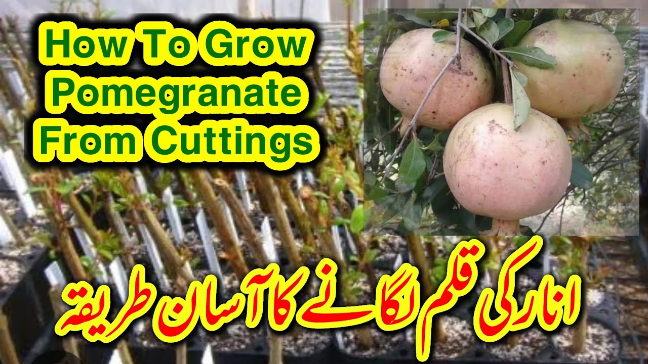 Easy Way To Grow Pomegaranate From Cuttings | Anar Ka Poda Cuttings Se Lagane Ka Asan Tareeka