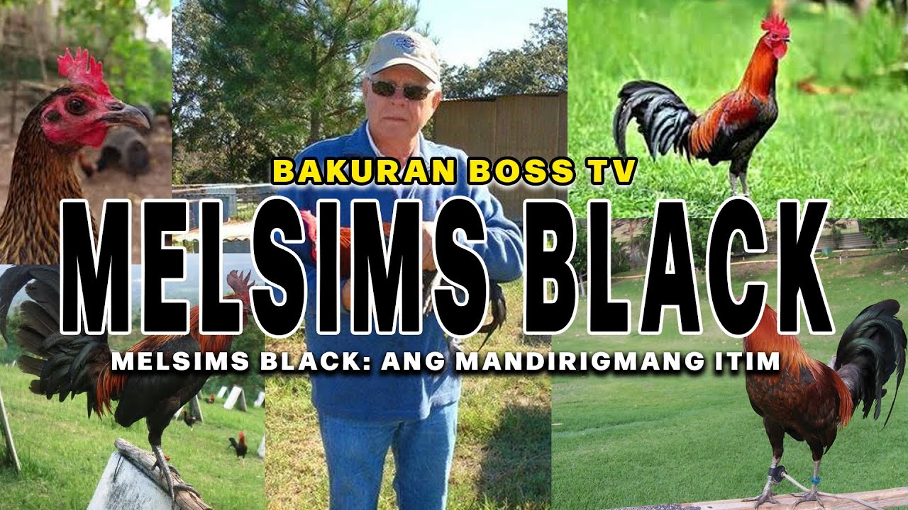 Melsims Black: Ang Mandirigmang Itim