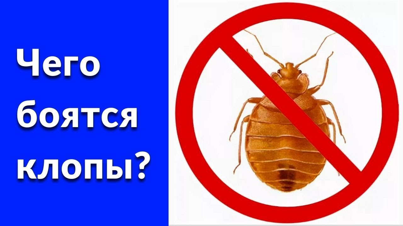 Чего боятся клопы: мороз, запах, уксус, хлорка, травы
