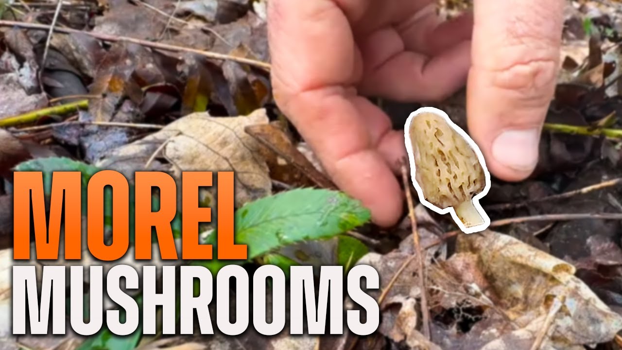 Tips to Find Black Morel Mushrooms | Morel Mushroom Hunting in Appalachia 2025