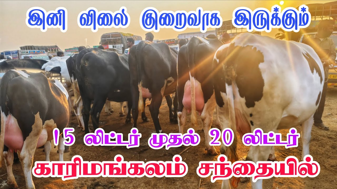 15 லிட்டர் முதல் 20 லிட்டர் கறவை இனி விலை குறைவாக இருக்கும்? காரிமங்கலம் மாட்டு சந்தை தருமபுரி 