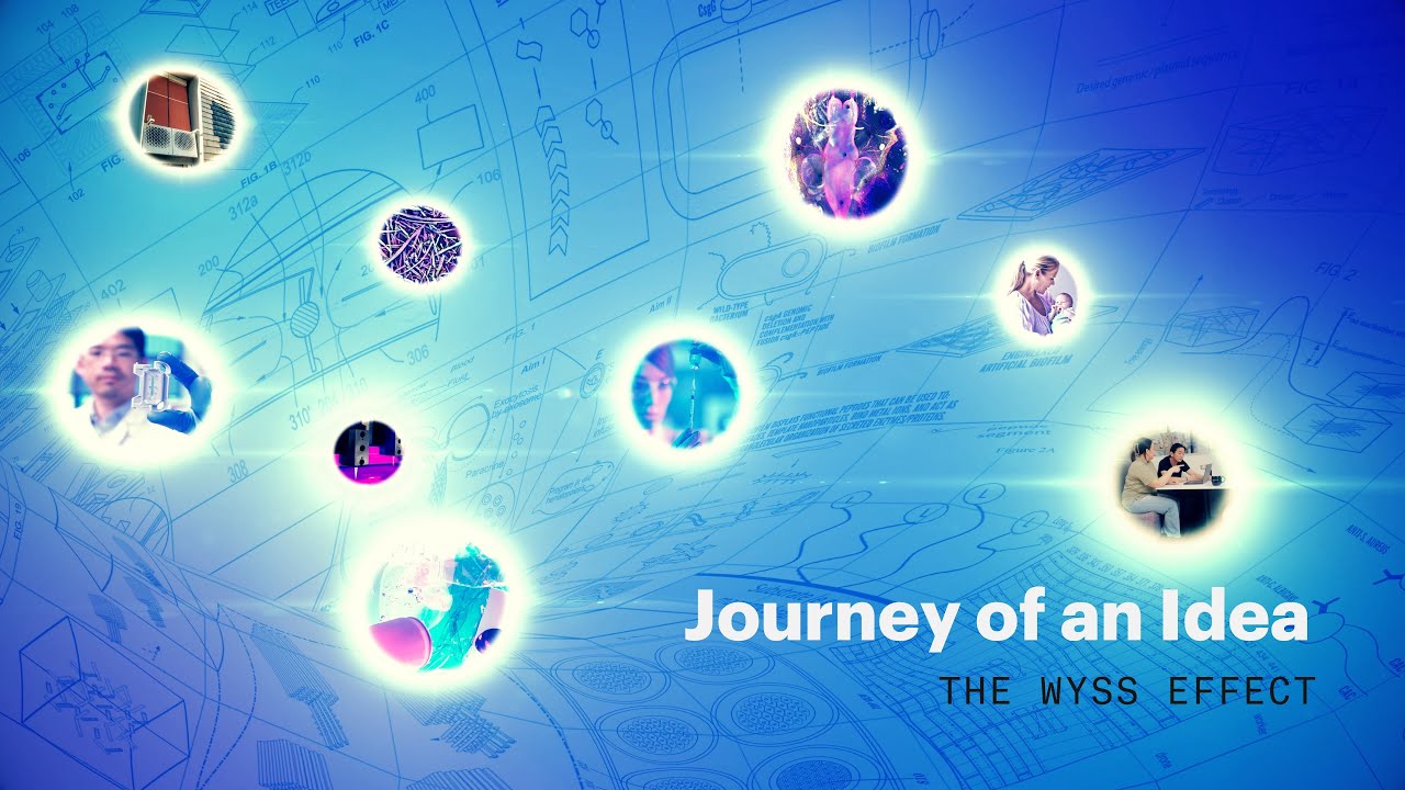 Journey of an Idea: The Wyss Effect