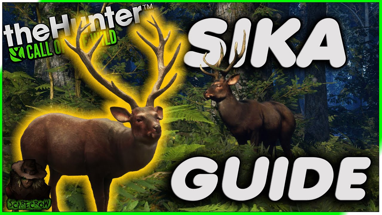 Complete Sika Deer Guide! 37 Drink Zones + A Diamond Potential Sika Deer! Call of the wild