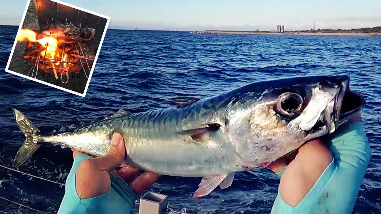 横に突っ走る！真夏の高速回遊魚サバを確実に釣りたいときの仕掛けで！【028杯目】