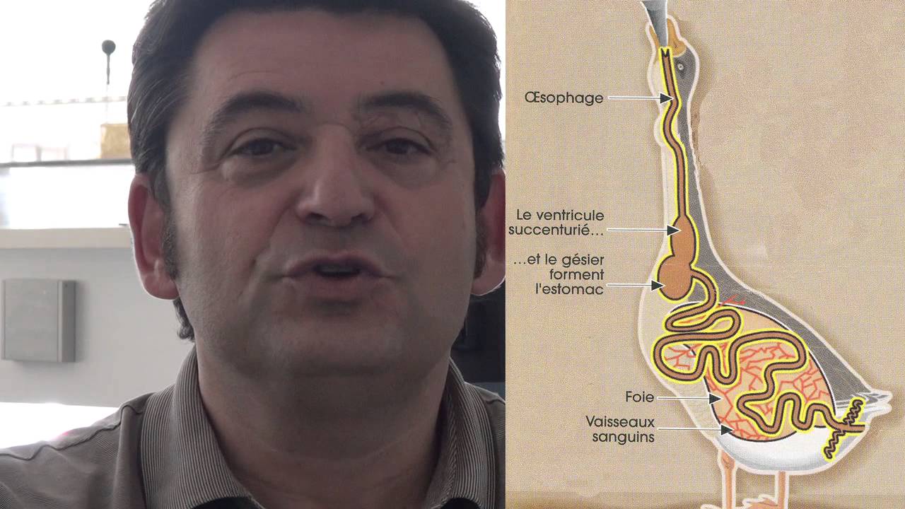 Foie gras: tout savoir sur le gavage !