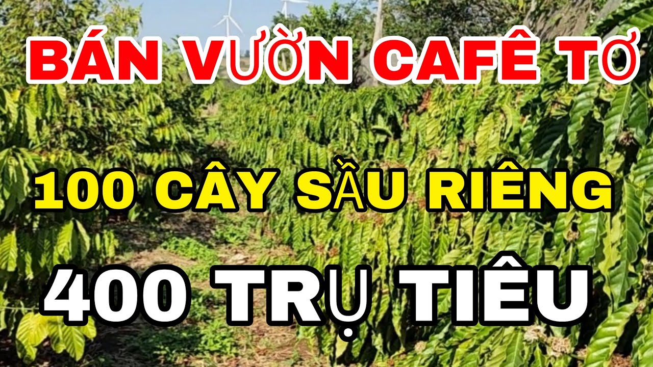 Bán vườn cafê tơ 1300 cây đẹp 100 cây sầu riêng và 400 trụ tiêu sẵn hồ lớn điện 3 pha đầy đủ