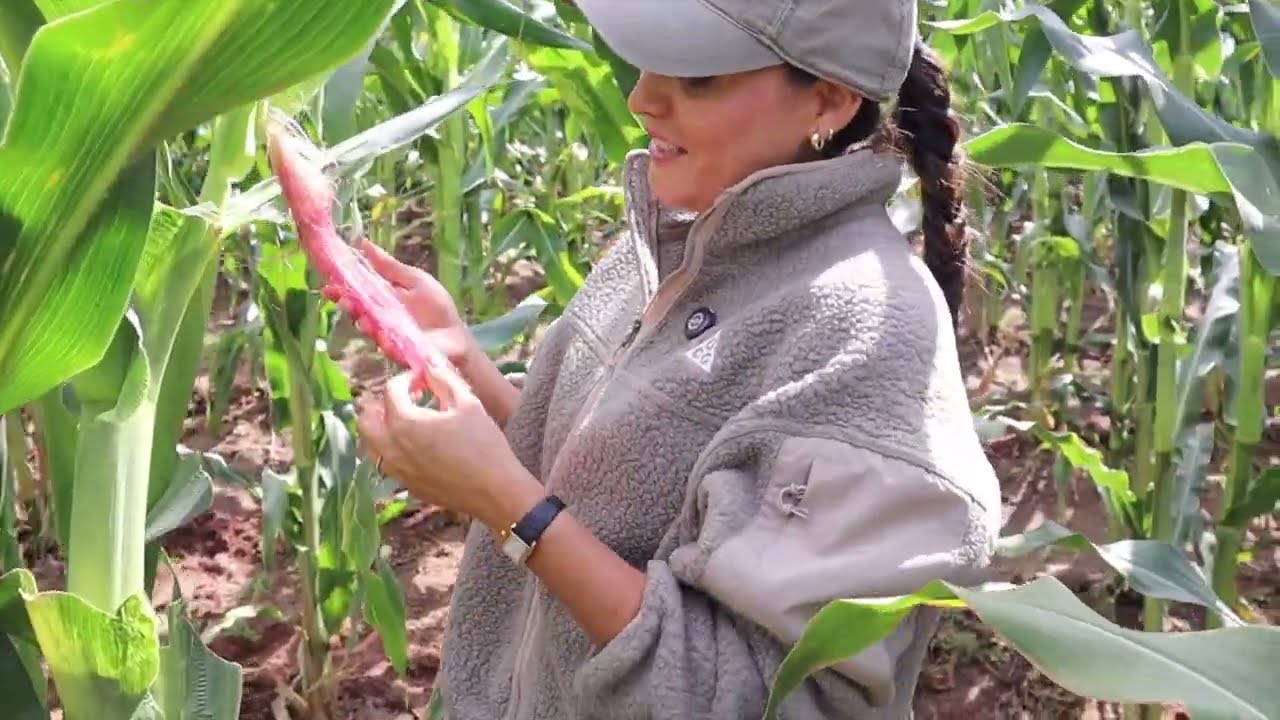 Ya Vamos a Tener Elotes en El Rancho