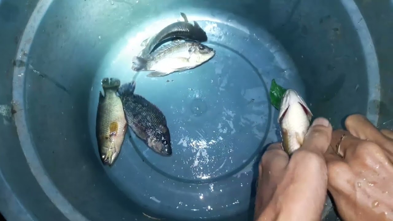Detik-detik Menegangkan... kumpulan ikan saat banjir kena perangkap jaring