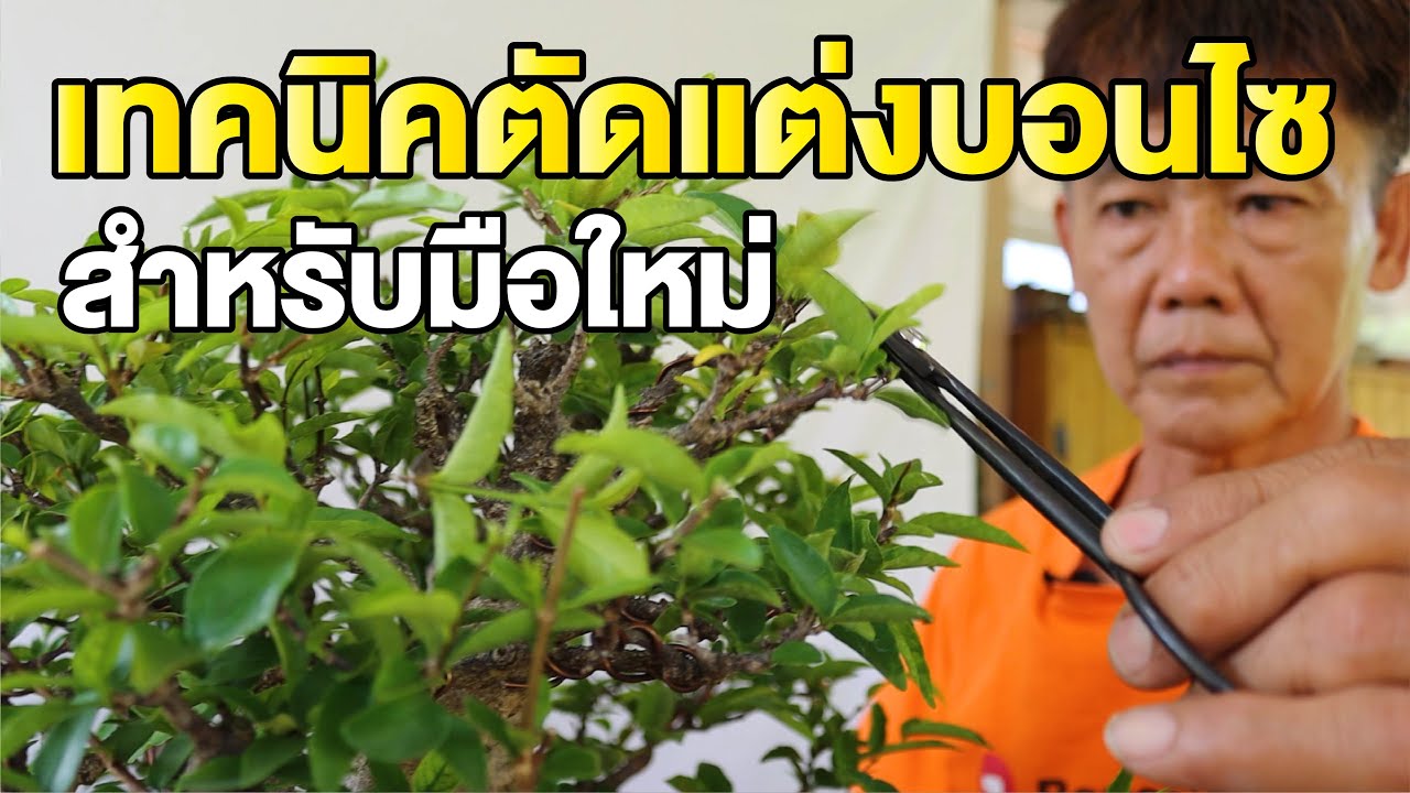 Bonsai Station [บอนไซมือใหม่ป้ายแดง] EP.20 ตัดแต่งกิ่งบอนไซ สำหรับมือใหม่