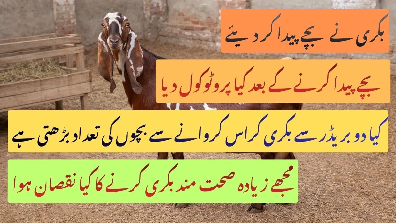 بکری کی ڈلیوری کے بعد کا پروٹوکول اور زیادہ صحت مند بکری کے نقصانات