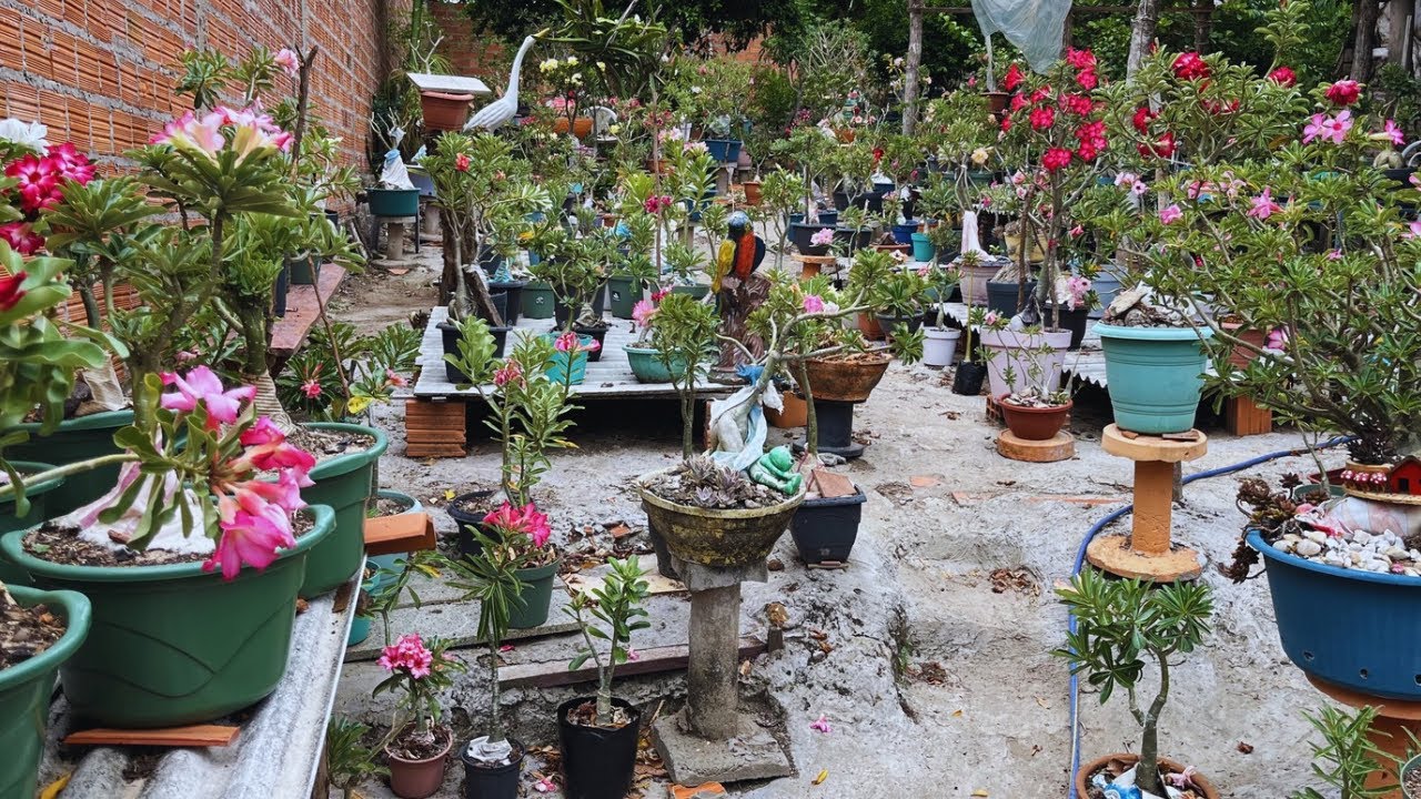 #rosadodeserto : começando a arrumar meu jardim/ olha como ficou lindo 🤩 #flores #plantas #dicas 