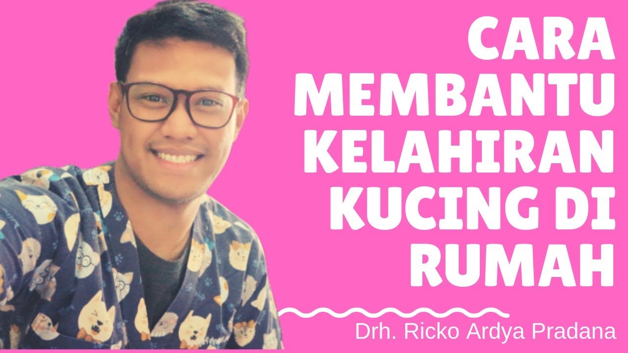 Cara Membantu Kelahiran Kucing di Rumah