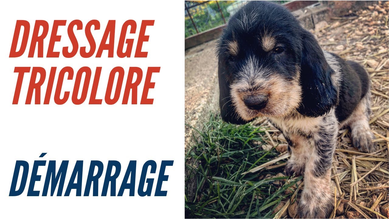 Dressage Tricolore - Comment démarrer les chiens à la chasse