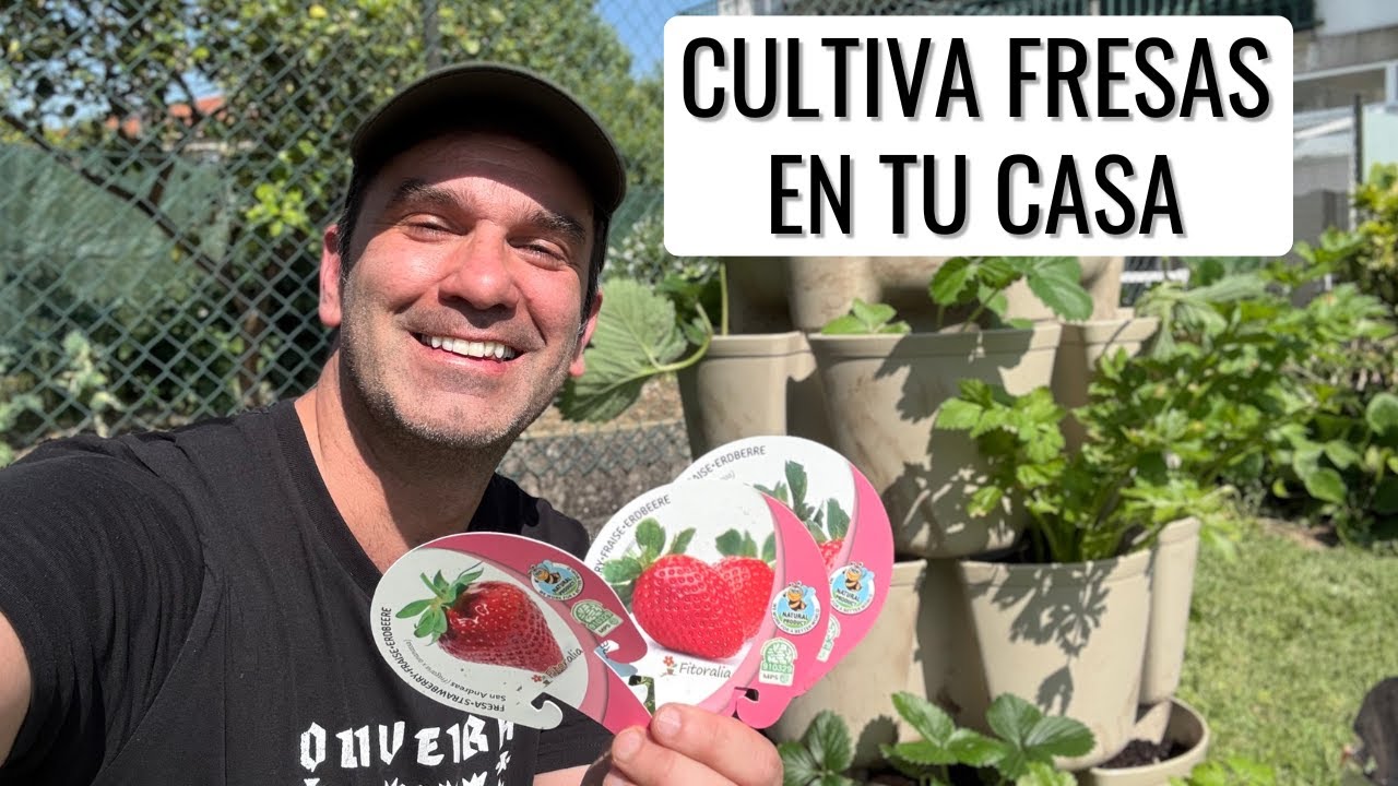 CULTIVA CIENTOS DE FRESAS EN EL MÍNIMO ESPACIO DURANTE MESES || en20metros