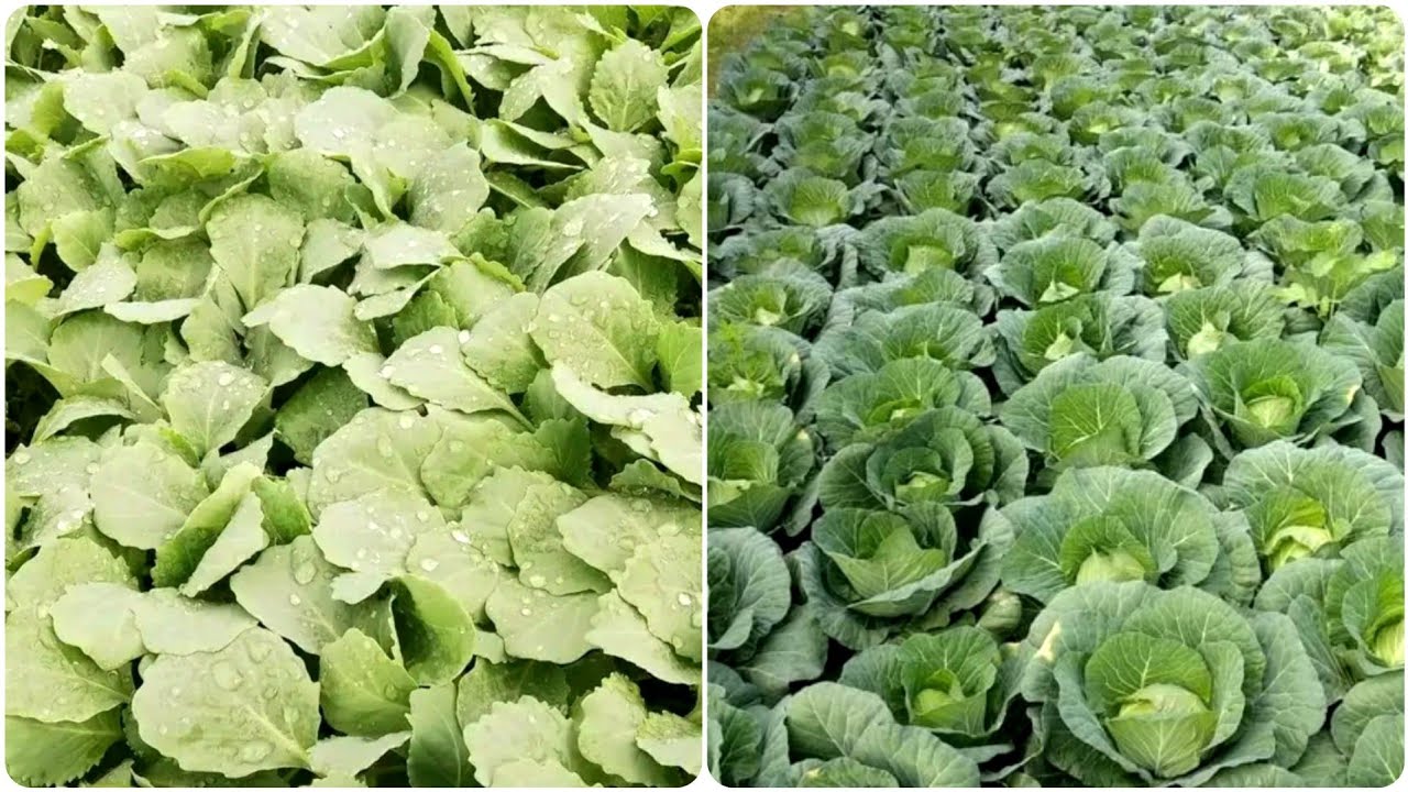 Cabbage Farming | Cabbage cultivation | Cabbage Farming Technique from Seedlings to Harvest